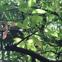Semecarpus nigroviridis Thwaites